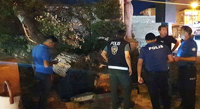 Ağaç devrildi; 1 yaralı