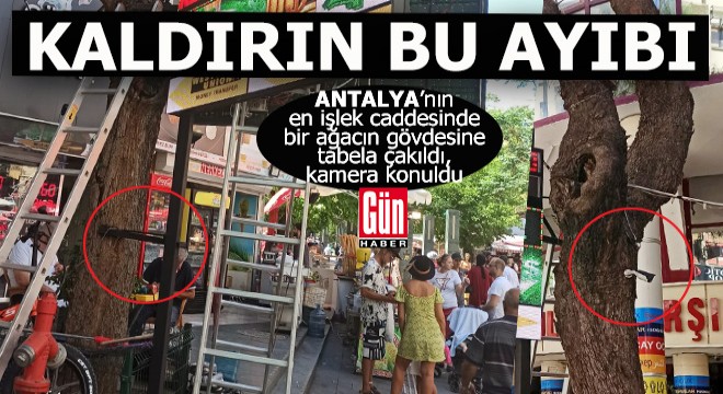 Ağacın gövdesini dükkanının duvarı gibi kullandı
