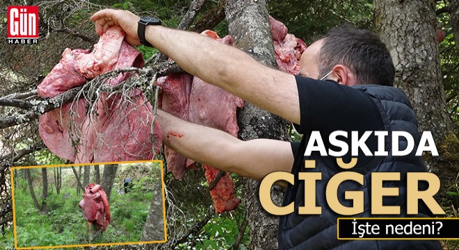 Ağaçlara 'Ciğer' astılar
