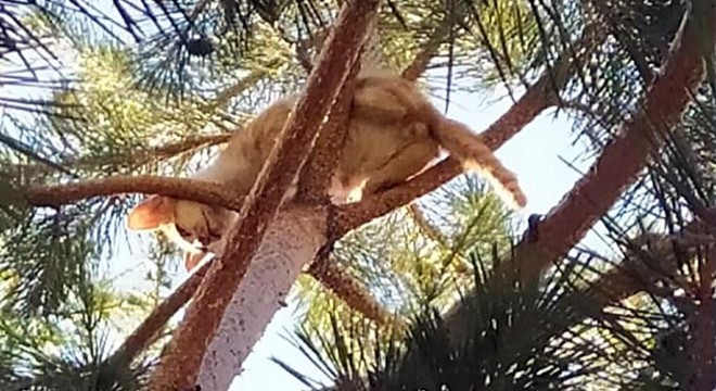 Ağaçta mahsur kalan kedi kurtarıldı