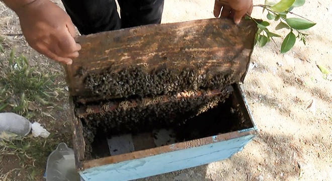 Ağaçtaki arıları kamyonetin üstüne çıkarak aldılar