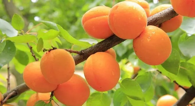 Ağaçtan kayısı toplarken balkondan düştü