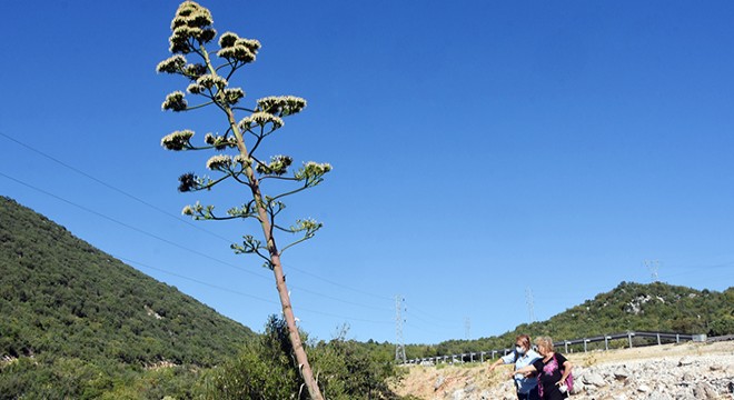 Agave ağacı hazin sona yaklaşıyor