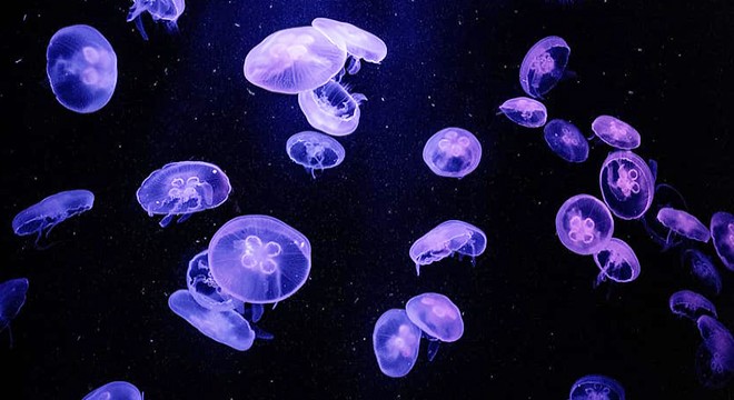 Ağlar denizanasıyla doldu; 'dokunmayın' uyarısı geldi