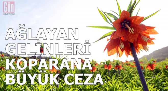 Ağlayan gelinleri koparanlara 80 bin lira para cezası