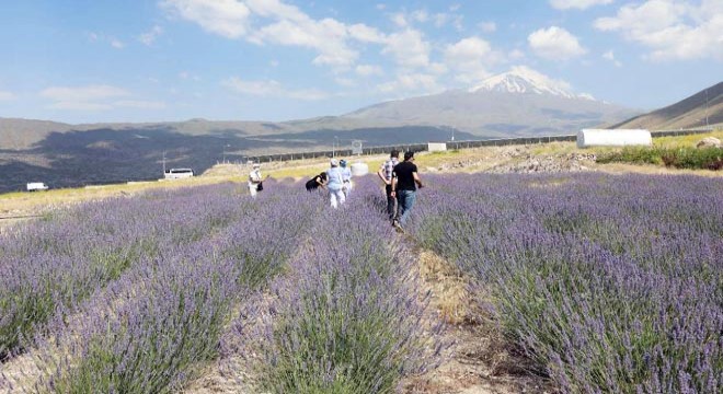 Ağrı Dağı'nın eteklerinde lavanta yetiştirdiler
