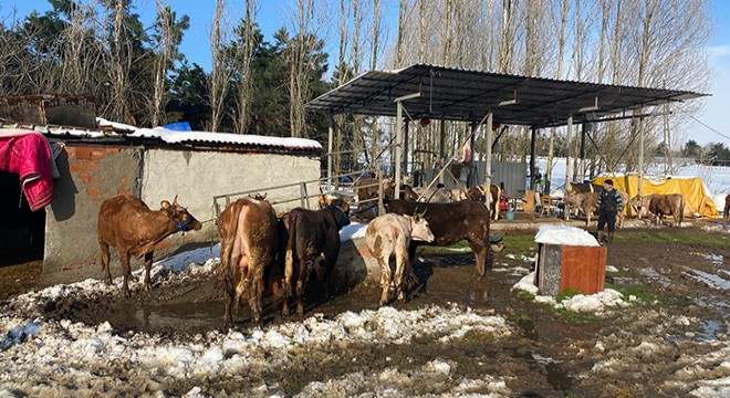 Ahırın çatısı çöktü çok sayıda hayvan kurtarıldı