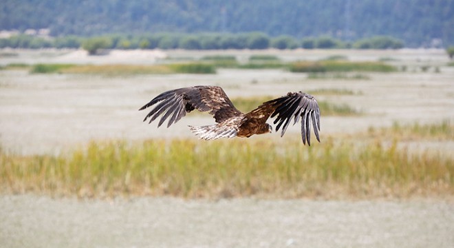 Ak kuyruklu kartal, tedavi sonrası doğaya salındı