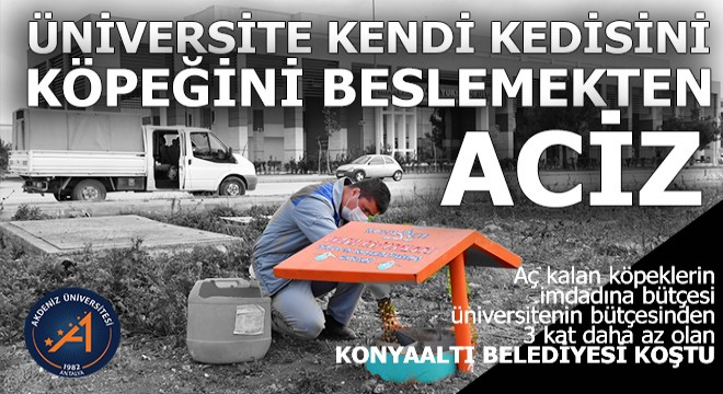Akdeniz Üniversitesi'nin kedisini köpeğini Konyaaltı Belediyesi besliyor