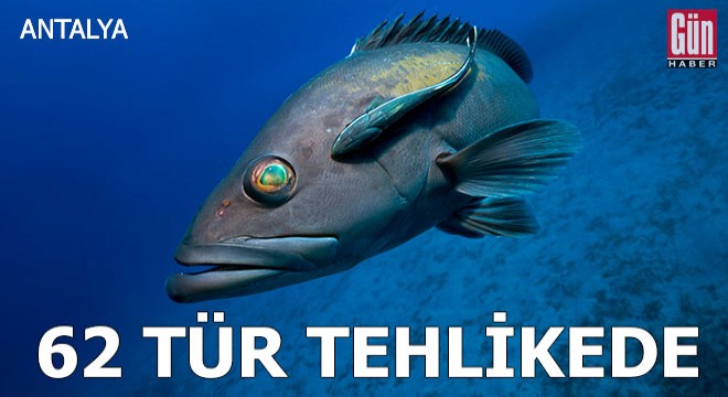 Akdeniz'de 62 türün nesli tehlike altında