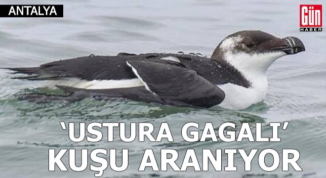 Akdeniz'de 'Ustura Gagalı' kuşu aranıyor