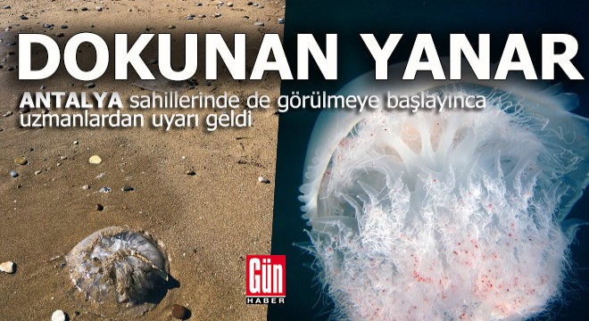 Akdeniz'deki denizanaları için 'Temastan kaçının' uyarısı