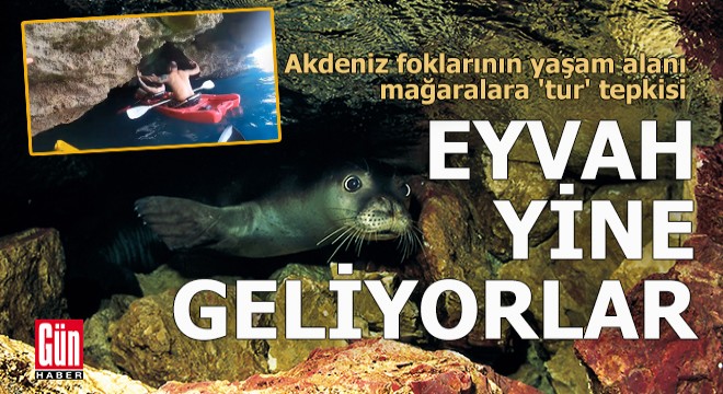 Akdeniz foklarının yaşam alanı mağaralara 'tur' tepkisi