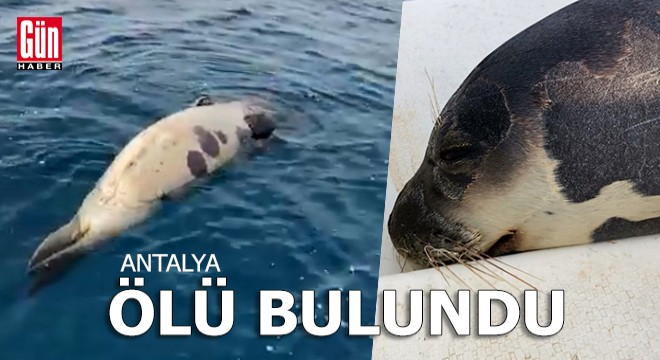 Akdeniz foku, açık denizde ölü bulundu
