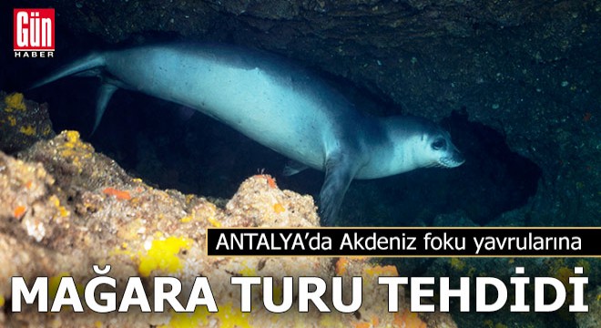 Akdeniz foku yavrularına 'mağara turu' tehdidi