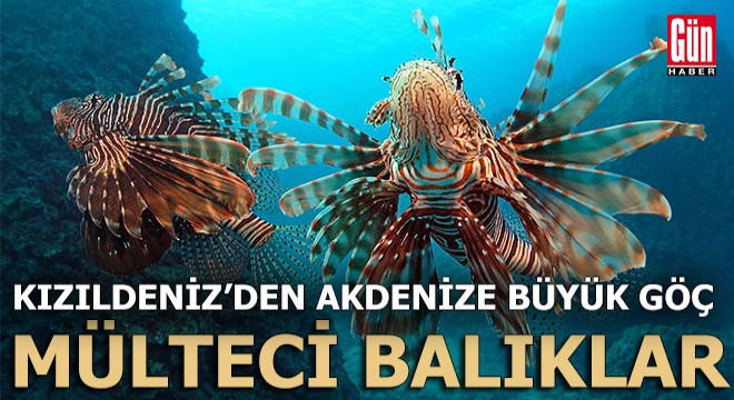 Akdeniz'in mülteci balıkları