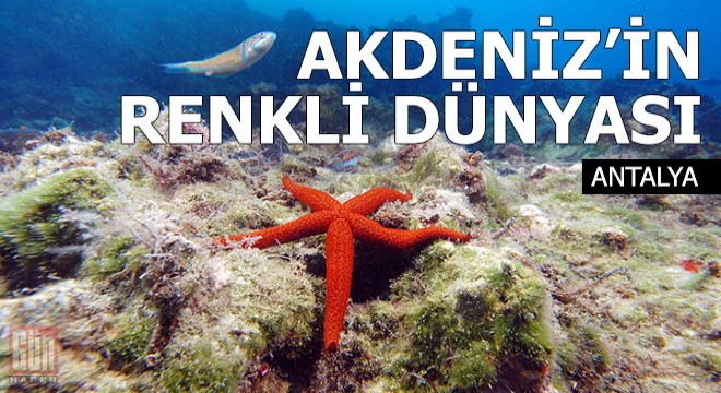 Akdeniz'in saklı ve renkli dünyası