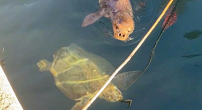 Akdeniz foku ve caretta caretta yat limanında birlikte görüntülendi