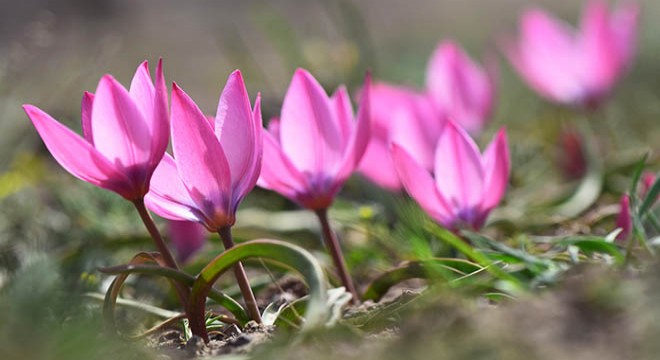 Aksaray'da yetişen aromatik bitkiler, gün yüzüne çıkartılacak