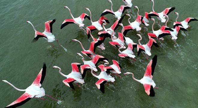 Akyatan Lagünü'nde 12 binden fazla flamingo ve turna sayıldı