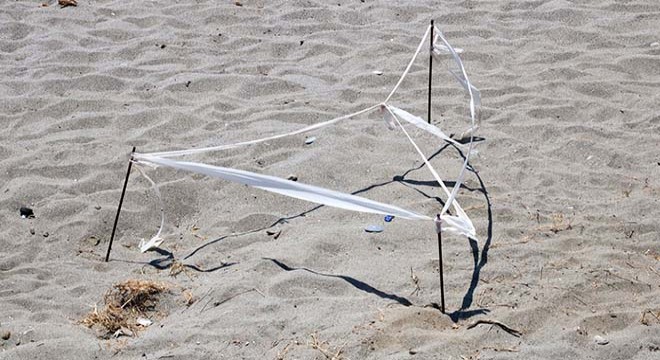 Alanya'da caretta carettalar şezlongların arasına bile yuva yapıyor