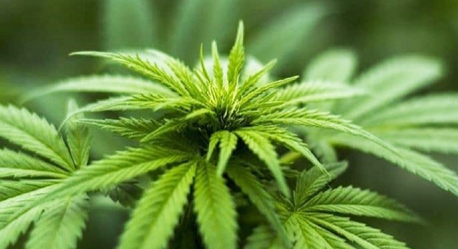 Alanya'da evlere uyuşturucu baskını