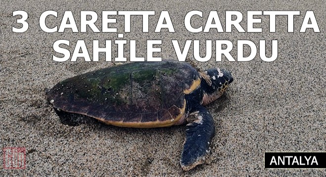 Alanya'da fırtınada, biri ölü 3 Caretta caretta sahile vurdu