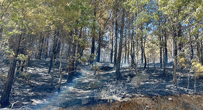 Alanya'da orman yangını