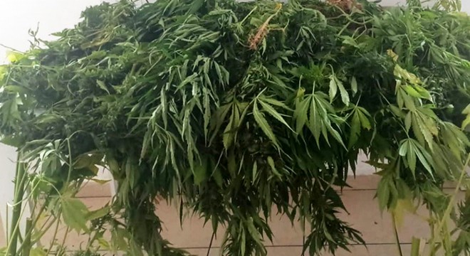 Alanya'da uyuşturucular jandarmaya takıldı