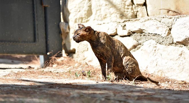 Alevlerin arasında kalan kedi 'Luna', tedaviye alındı