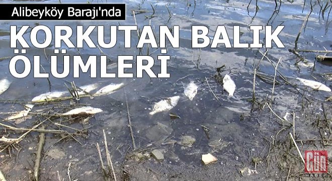 Alibeyköy Barajı'nda korkutan balık ölümleri
