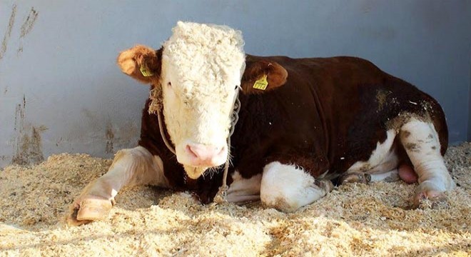 Alım garantili 'sözleşmeli besicilik' modeli
