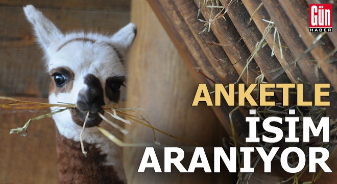 Alpakaya anketle isim aranıyor