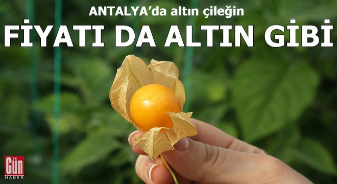 Altın çileğin fiyatı da altın gibi