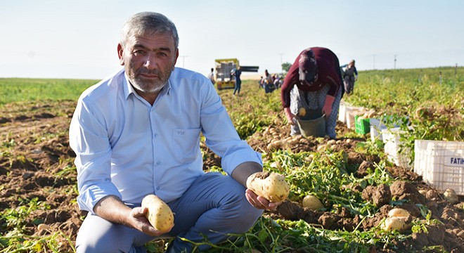 Altunhisar'da turfanda patates hasadı başladı