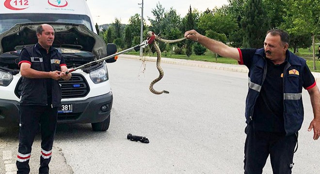 Ambulansa giren yılanı itfaiye çıkardı