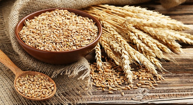 Amik Ovası'nda buğday hasadı başladı