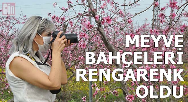Amik Ovası’nda meyve bahçeleri rengarenk oldu
