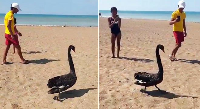 Ana vatanı Avustralya olan siyah kuğu, Serik sahilinde