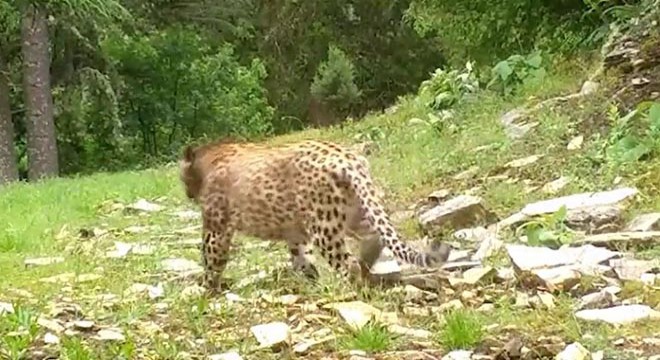 Anadolu leoparı yeniden görüntülendi