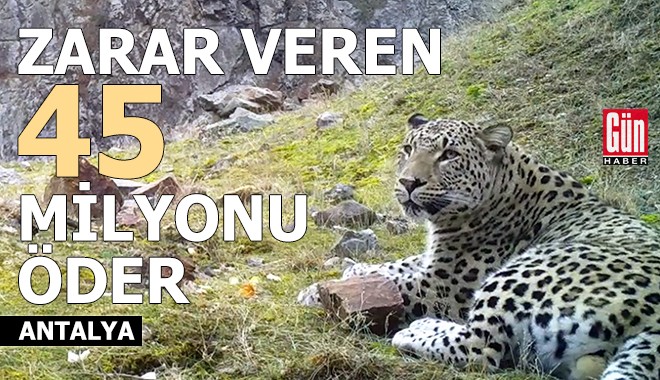 Anadolu parsına zarar vermenin cezası 45 milyon TL