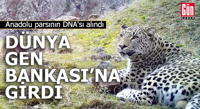 Anadolu parsının DNA sı alındı, Dünya Gen Bankası na girdi