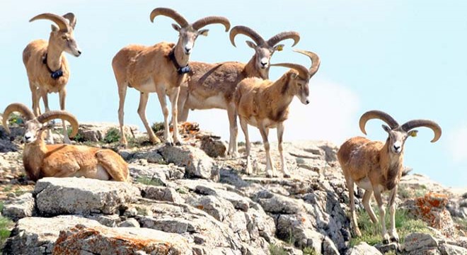 Anadolu yaban koyununu avlama bedeli 675 bin TL