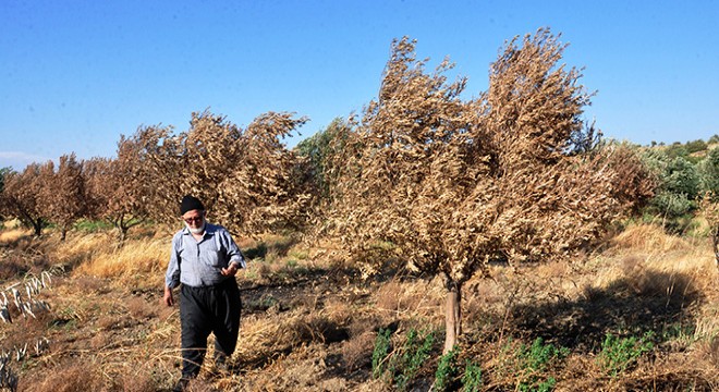 Anız yangını zeytin ve nar ağaçlarını yaktı