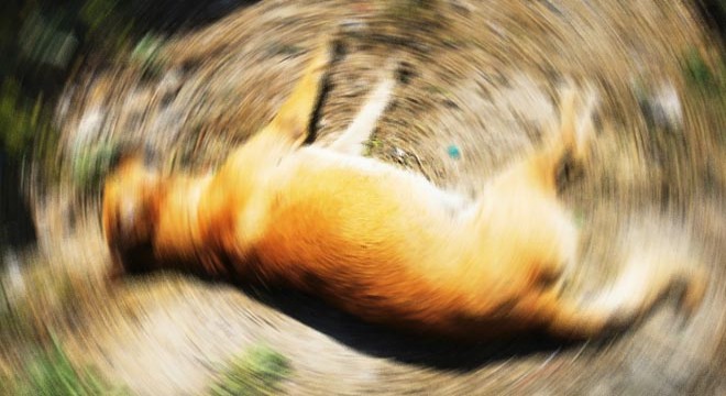 Ankara'da 6 köpeğin ölümünde 'zehirli tavuk eti' incelemesi