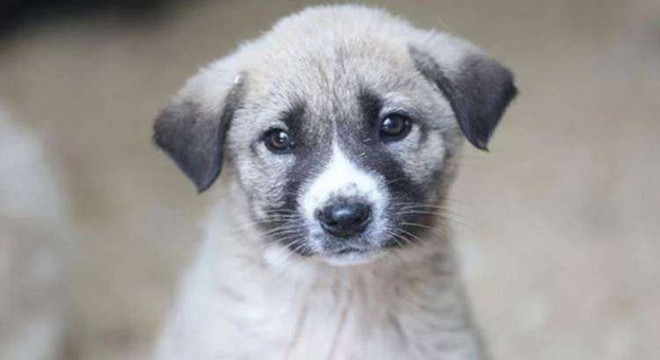 Ankara’da köpek katliamı