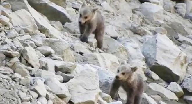 Anneleri öldürülen 2 ayı yavrusu, yaşam mücadelesi veriyor