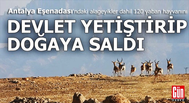 Antalya Eşenadası'ndaki alageyikler dahil 120 yaban hayvanı doğaya bırakıldı