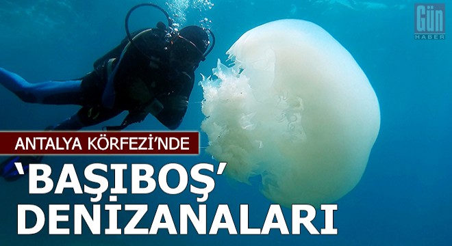 Antalya Körfezi'nde 'başıboş denizanası' yoğunluğu