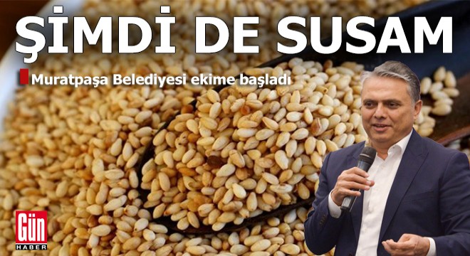 Antalya Muratpaşa'da susam tarımı başladı